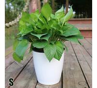 Vilgftyiet Pot de fleurs en plastique à arrosage automatique avec bac intérieur et extérieur et mèche en coton pour plantation de terre, convient pour l'intérieur et l'extérieur, S à XXXL