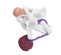 VILLFUL 1 Ensemble Modèle de Pratique Obstétricale avec Fœtus Simulateur de Processus Accouchement pour Éducation Prénatale et Formation des Sages Femmes