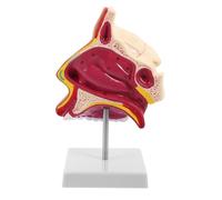 VILLFUL Modèle Anatomique de Cavité Nasale avec Support Maquette Médicale pour Enseignement de Anatomie Humaine Outil Pédagogique pour Études Biologiques et Décor Médical Classe
