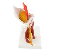 VILLFUL Modèle Anatomique de Colonne Cervicale pour Enseignement Squelette de Vertèbres Cervicales Outil Éducatif pour Médecins et Étudiants