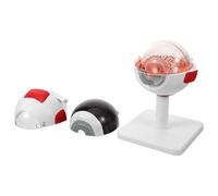 VILLFUL Modèle Anatomique Médical de L'œil Humain 3x Agrandi, Modèle D'anatomie Détaillé du Globe Oculaire Structure Visible, Outil Pédagogique pour Enseignement Scientifique et Recherche