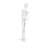 VILLFUL modèle squelette maquette mini squelette humain squelette éducation scientifique modèle d'anatomie du squelette modèle de squelette pour l'anatomie Plastique blanche