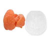 VILLFUL Outil D'Enseignement De L'Anatomie Outil D'Étude De La Psychologie Anatomie Du Cerveau Humain Modèle D'Étude Médicale Modèle Anatomique Du Cerveau