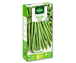 Vilmorin-1110951-HARICOT BLANC JUILLET VL 1