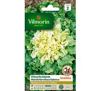 Vilmorin 3257542 Pack de Graines Chicorée Scarole Géante Maraichère Race Salanca Sélection