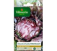 Vilmorin 3276842 Pack de Graines Chicorée à Larges Feuilles Palla Rossa