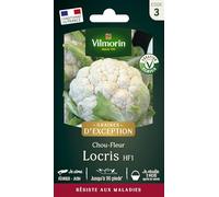 Vilmorin - Sachet de graines Chou Fleur LOCRIS HF1 - Création Vilmorin