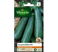 Vilmorin 3486443 Pack de Graines Courgette Belor HF1 Obtention