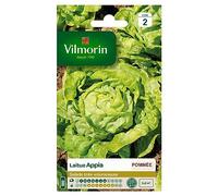 Vilmorin 3600142 Pack de Graines Laitue Pommée Appia