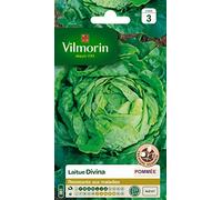 Vilmorin 3628343 Pack de Graines Laitue Pommée Divina Création