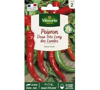 Vilmorin-3822942-POIVRON Doux des LANDES VL 2
