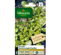Vilmorin 3875042 Pourpier dore Vert 9 x 0.5 x 16 cm