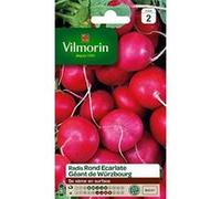 Vilmorin Radis Rond Ecarlate Géante de Wurtzbourg