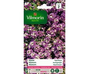 Vilmorin 5125342 Alysse Violet 9 x 0,5 x 16 cm