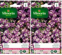 Vilmorin 5125342 Alysse Violet 9 x 0,5 x 16 cm (Lot de 2)