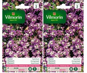 Vilmorin 5125342 Alysse Violet 9 x 0,5 x 16 cm (Lot de 2)