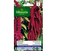 Vilmorin 5129841 Amarante Queue de Renard, Violet, 90 x 2 x 160 cm