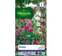 VILMORIN-Graines de Clarkia double variée Vilmorin - graines à semer