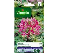 Vilmorin 5232641 Fleur Rose 9 x 0,5 x 16 cm