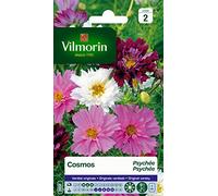 Vilmorin 5248142 Pack de Graines Cosmos Psyché Varié