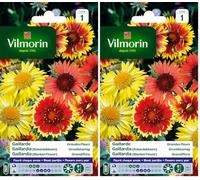 Vilmorin 5271241 Gaillarde variée à grande fleur Multicolore 9 x 0,5 x 16 cm (Lot de 2)