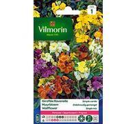 Vilmorin 5293041 Giroflée Multicolore 9 x 0.5 x 16 cm