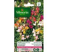 Vilmorin 5371042 Muflier Multicolore 9 x 0.5 x 16 cm