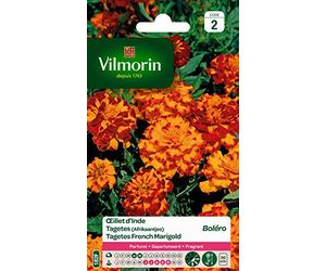 Vilmorin 5441342 Œillet Jaune 9 x 0.5 x 16 cm