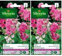 Vilmorin 5630142 Pois vivace varie Multicolore 9 x 0,5 x 16 cm (Lot de 2)