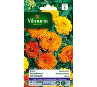 Vilmorin 5791041 Souci Double varie, Multicolore