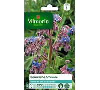Vilmorin - Bourrache Officinale