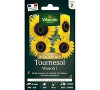 Graines - Vilmorin - Tournesol Waooh! - Graines d'Exception