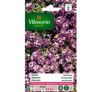 Vilmorin Alysse Violet