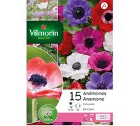 Vilmorin Anémone De Caen En Mélange (x15)