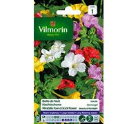 VILMORIN Belle de Nuit semence Florale, Multicolor, 70cm hauteur de la plante