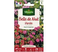Graines - Vilmorin - Belle de Nuit Variée