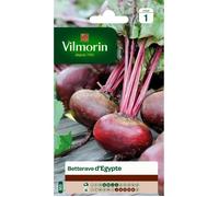 VILMORIN Betterave d’Egypte