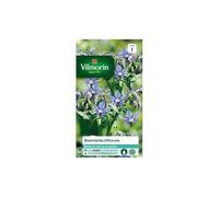 Vilmorin - Bourrache Officinale
