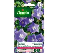 Vilmorin - Sachet graines Campanule des carpathes bleue