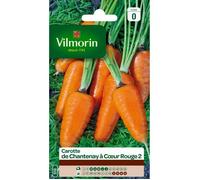 VILMORIN Carotte de Chantenay à cœur rouge 2