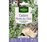 Vilmorin - Sachet de graines Cataire Menthe des Chats format économiqe