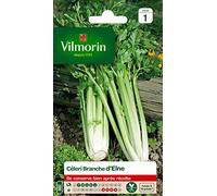VILMORIN - Céléri Branche d'Elne - Fort rendement - Peu calorique et diététique - Excellente qualité gustative - côtes Rondes et très charnues -