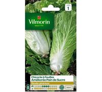 VILMORIN Chicorée à larges feuilles améliorée Pain de Sucre