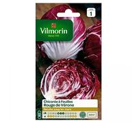 VILMORIN Chicorée à larges feuilles rouges de Vérone