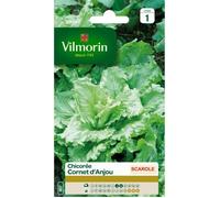 VILMORIN Chicorée scarole Cornet d Anjou