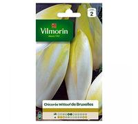 Vilmorin - Chicorée Witloof Platine