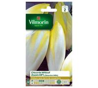 VILMORIN-Chicorée Witloof Zoom HF1 Vilmorin - graines à semer