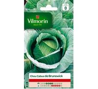 VILMORIN Chou cabus de Brunswick