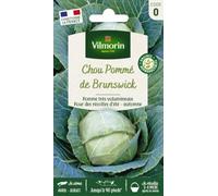 Vilmorin Chou Cabus de Brunswick | Tardif, Croquant, Longue conservation, Récolte abondante