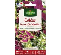 VILMORIN-Graines de Coléus Arc en ciel amélioré Vilmorin - graines à semer